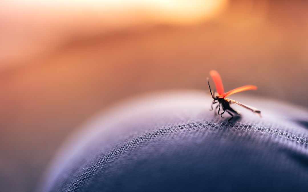 Оранжевый комар
