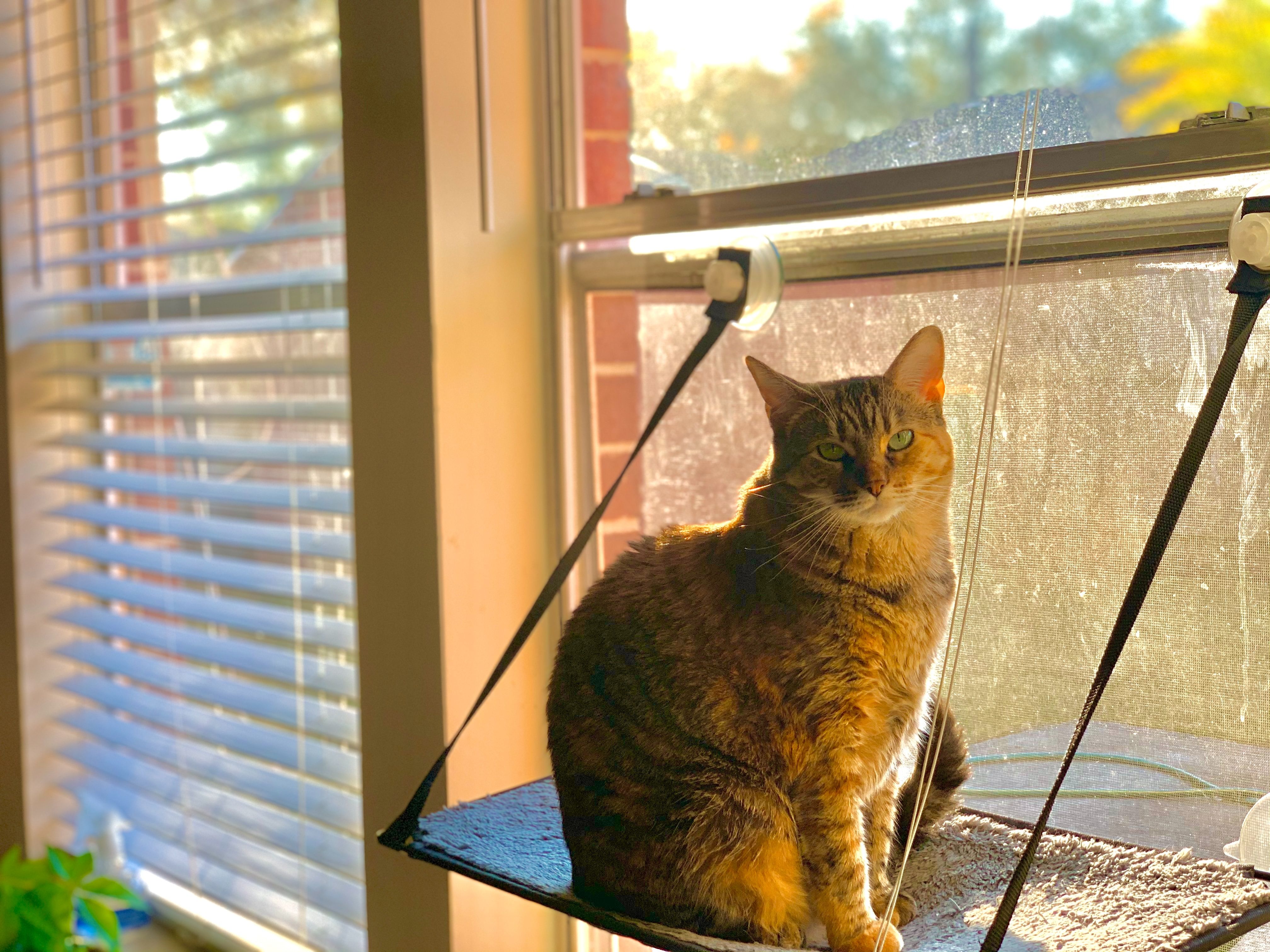 Ознаки перегріву кішки в спеку Ознаки перегріву кішки в спеку