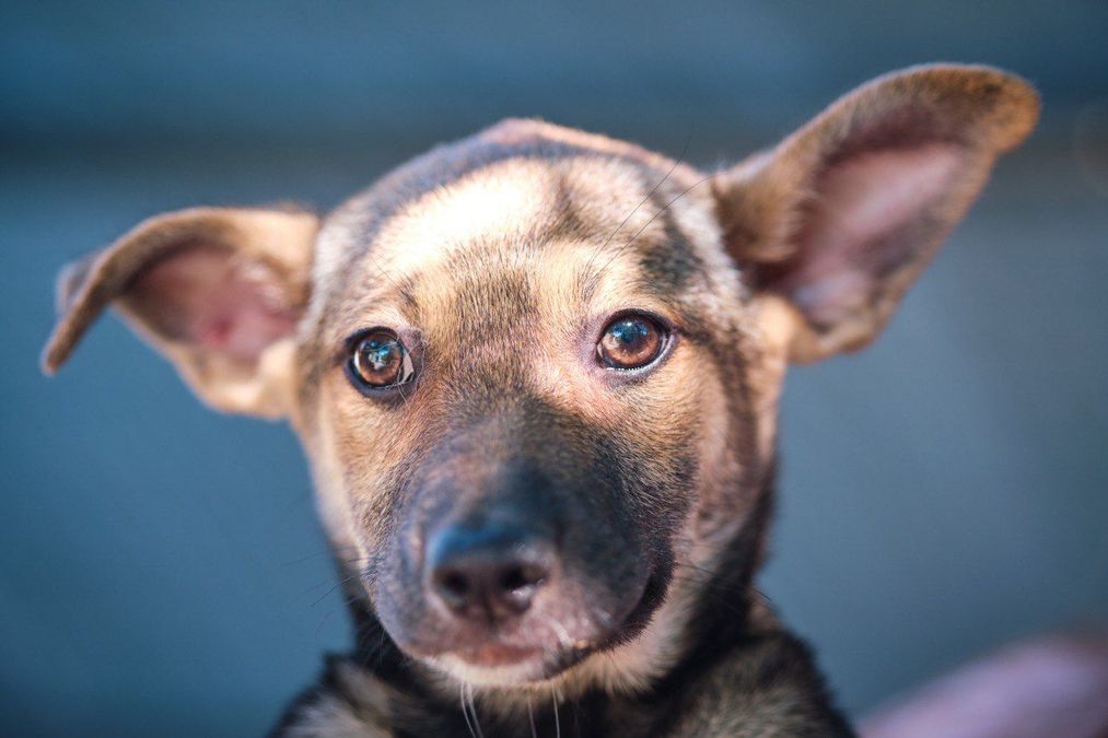 Как подготовиться к передержке животных из Херсона - Pets