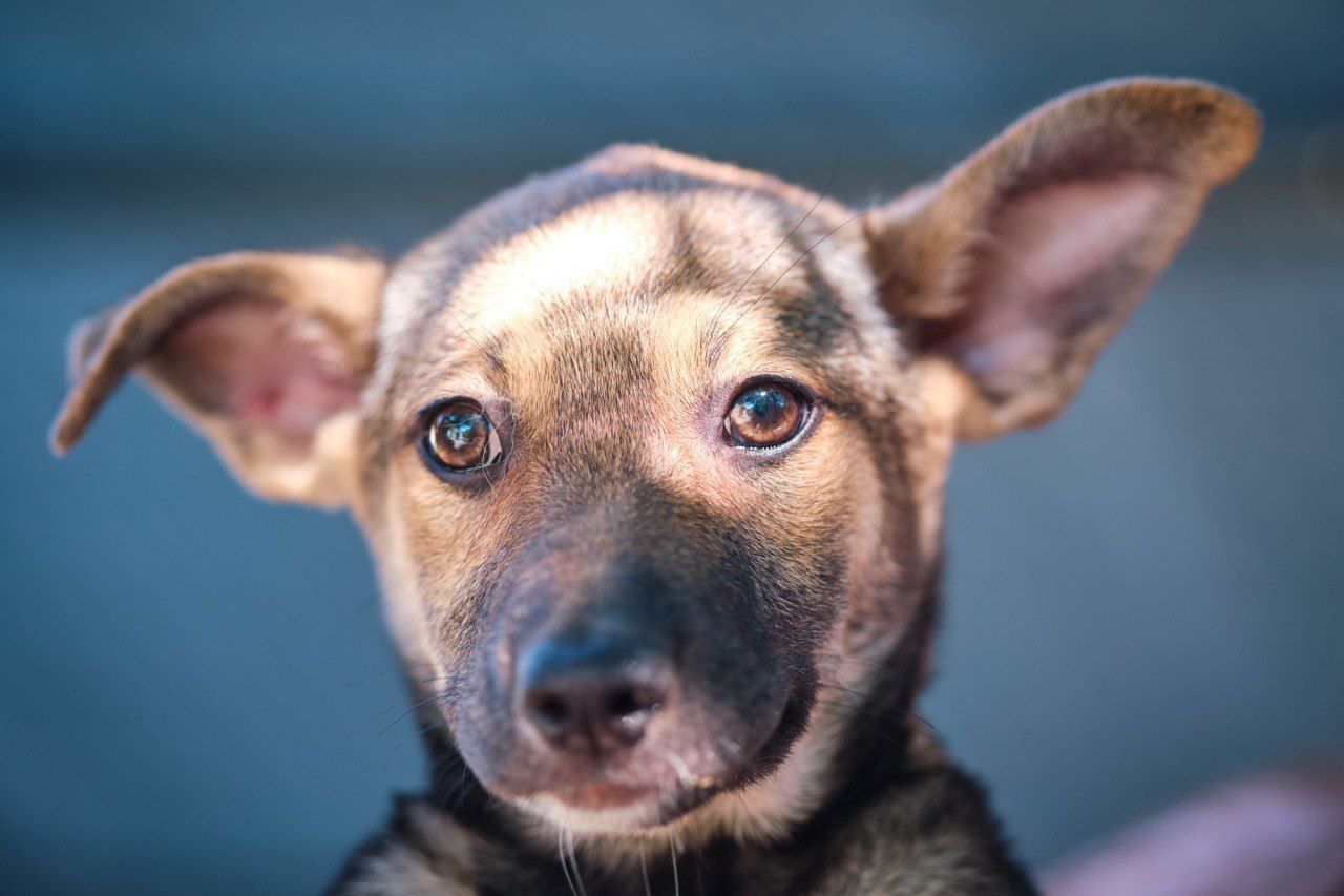 Передержка животных из Херсона Передержка животных из Херсона