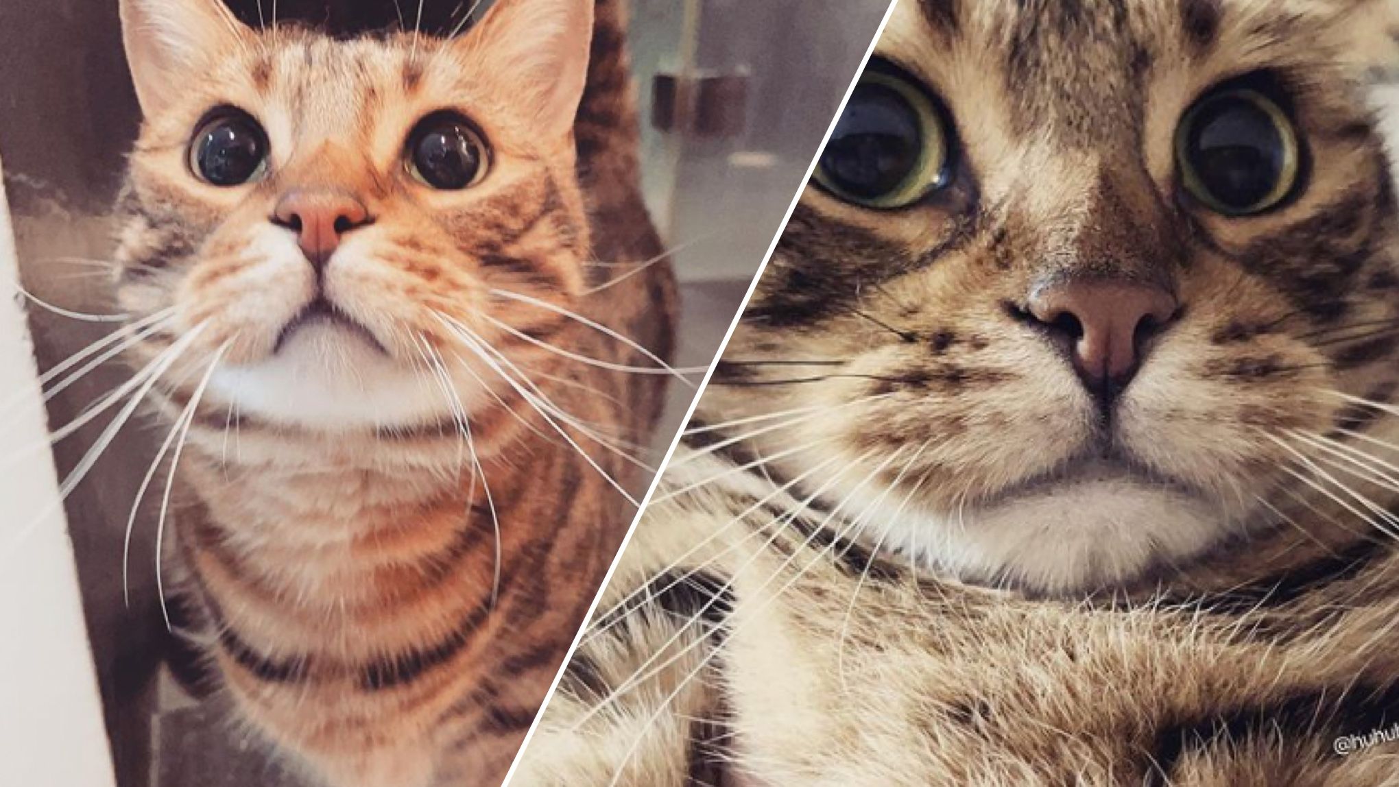 В Тайване котик стал звездой интернета В Тайване котик стал звездой интернета