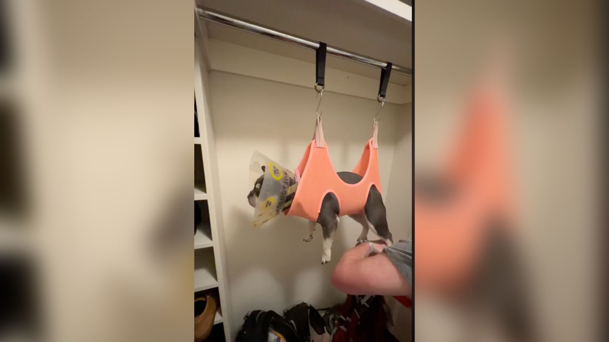 Как французскому бульдогу стригли когти Как французскому бульдогу стригли когти