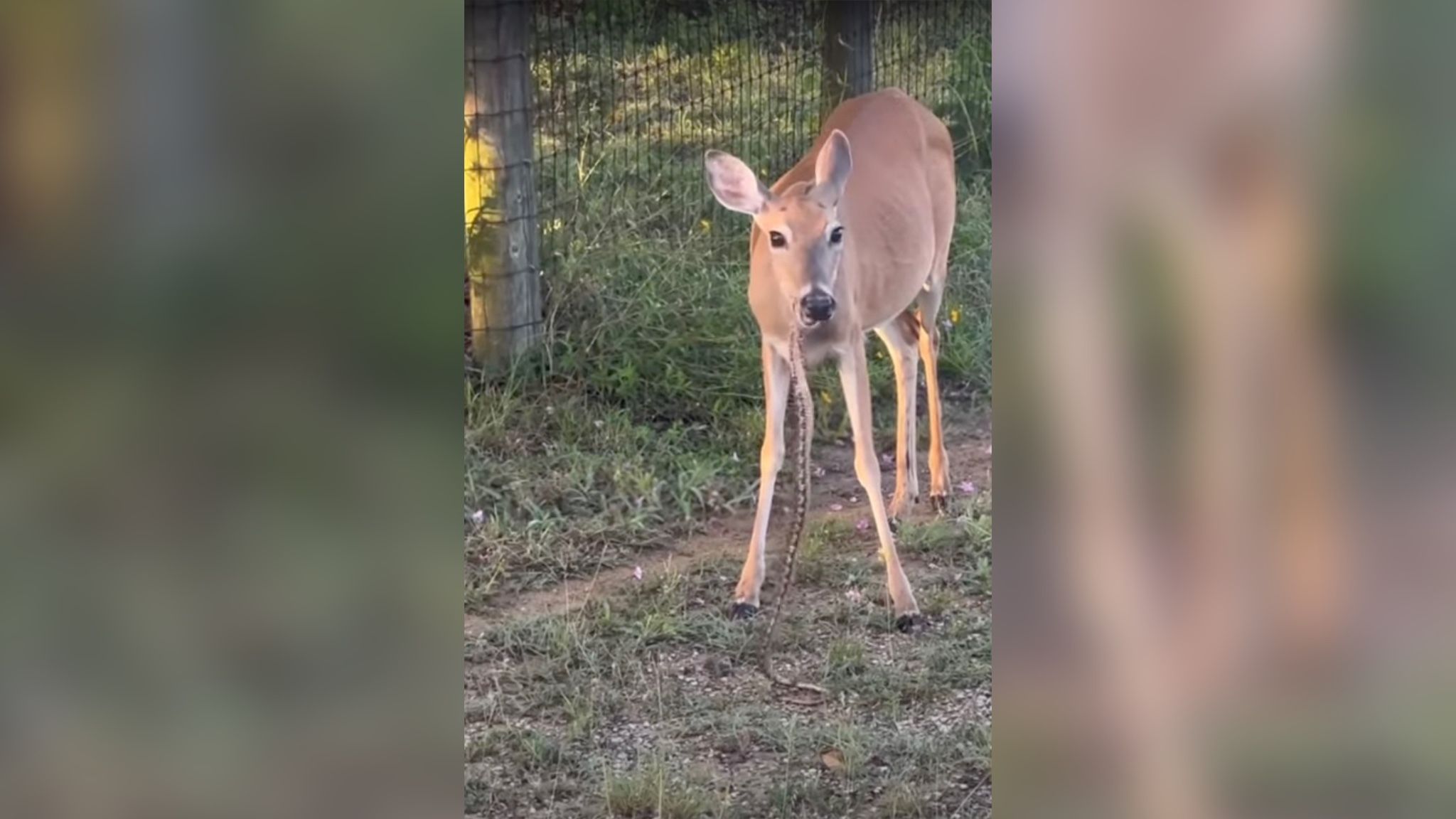 Олень на обочине дороги охотился змею Олень на обочине дороги охотился змею