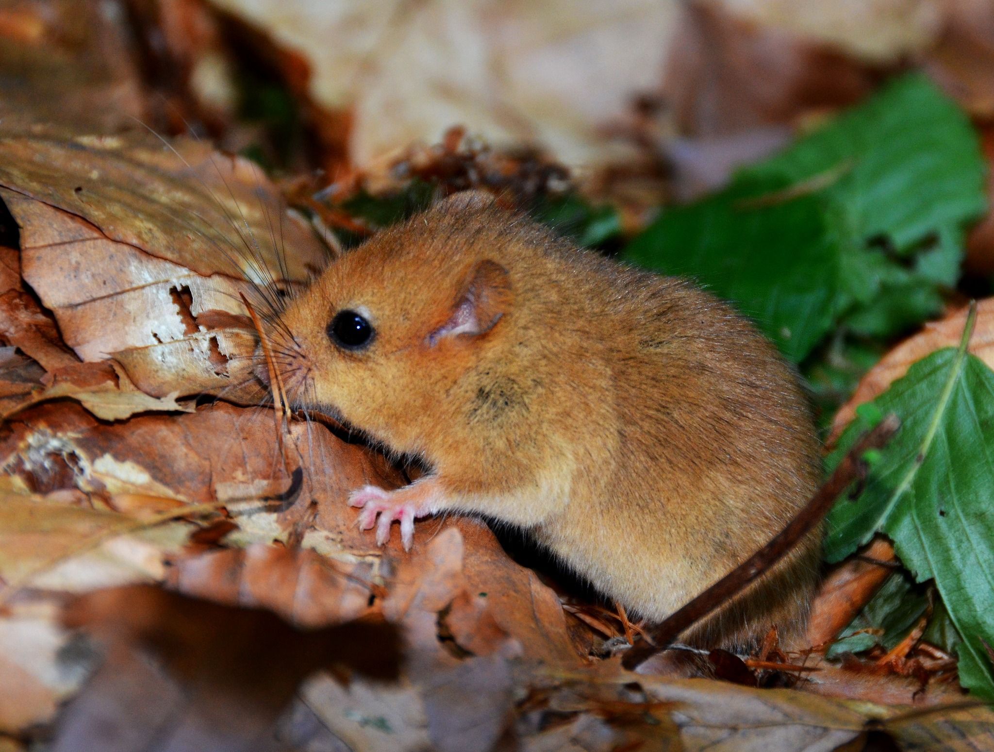 В Карпатах нашли самого маленького в Европе грызуна В Карпатах нашли самого маленького в Европе грызуна