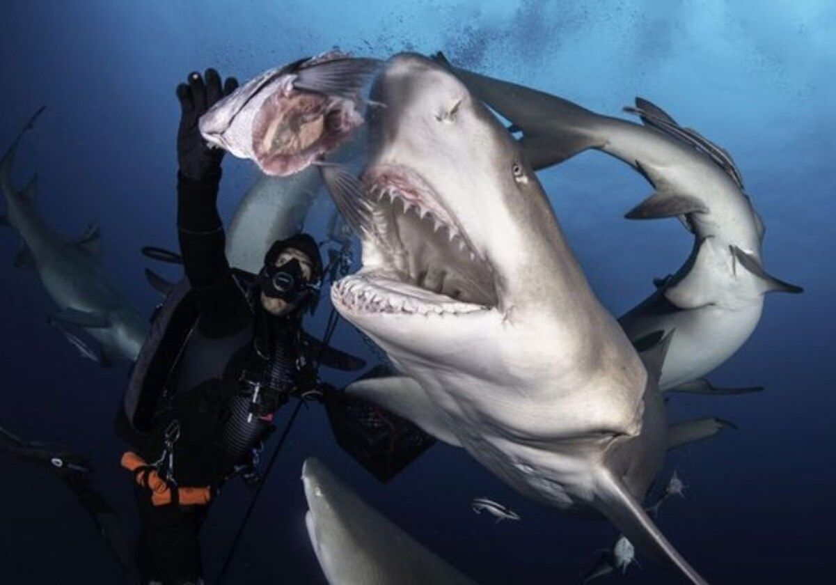 Дайвер покормил из рук гигантскую акулу
