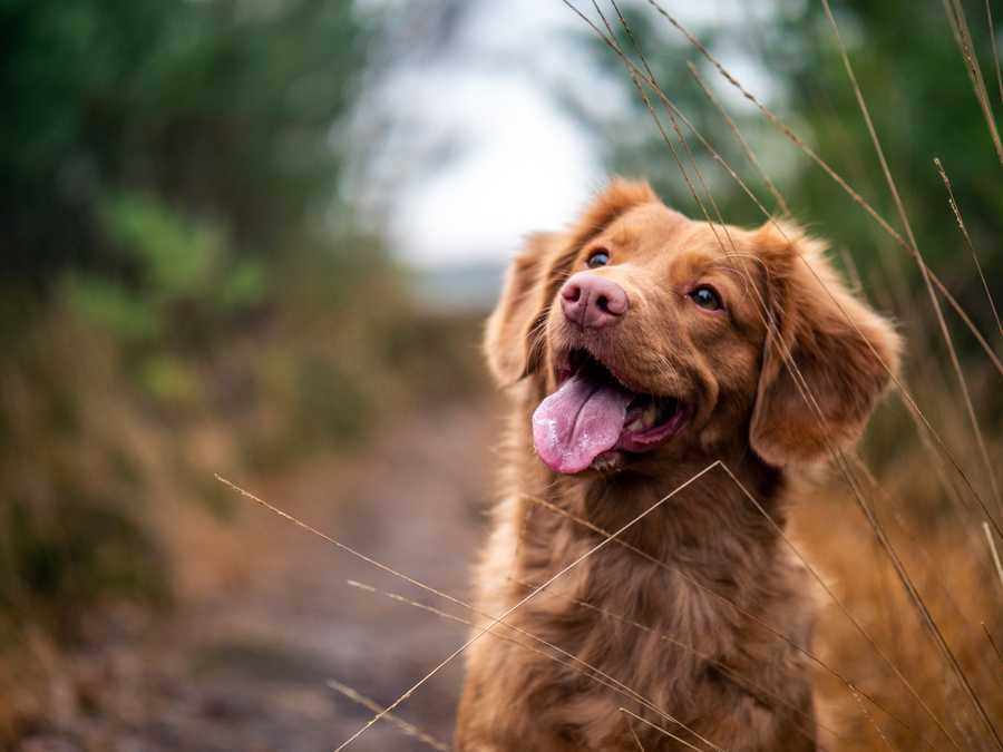 Почему собаки воют - природные причины и мистические приметы - Pets