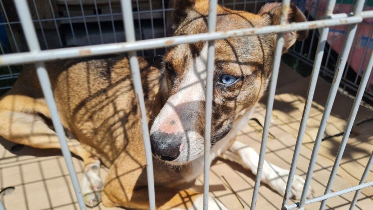 До Житомира привезли чимало тварин із Херсона До Житомира привезли чимало тварин із Херсона