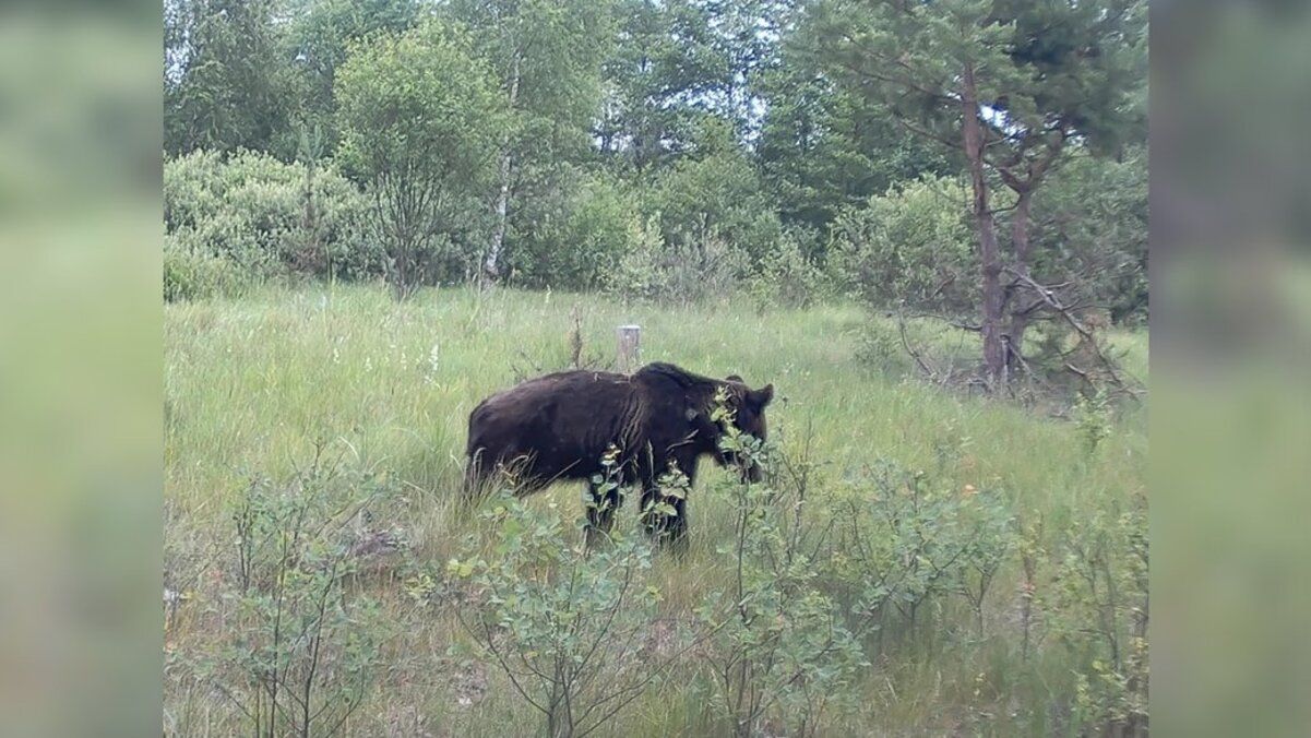 На Чернігівщині фотопастка зафіксувала ведмедя