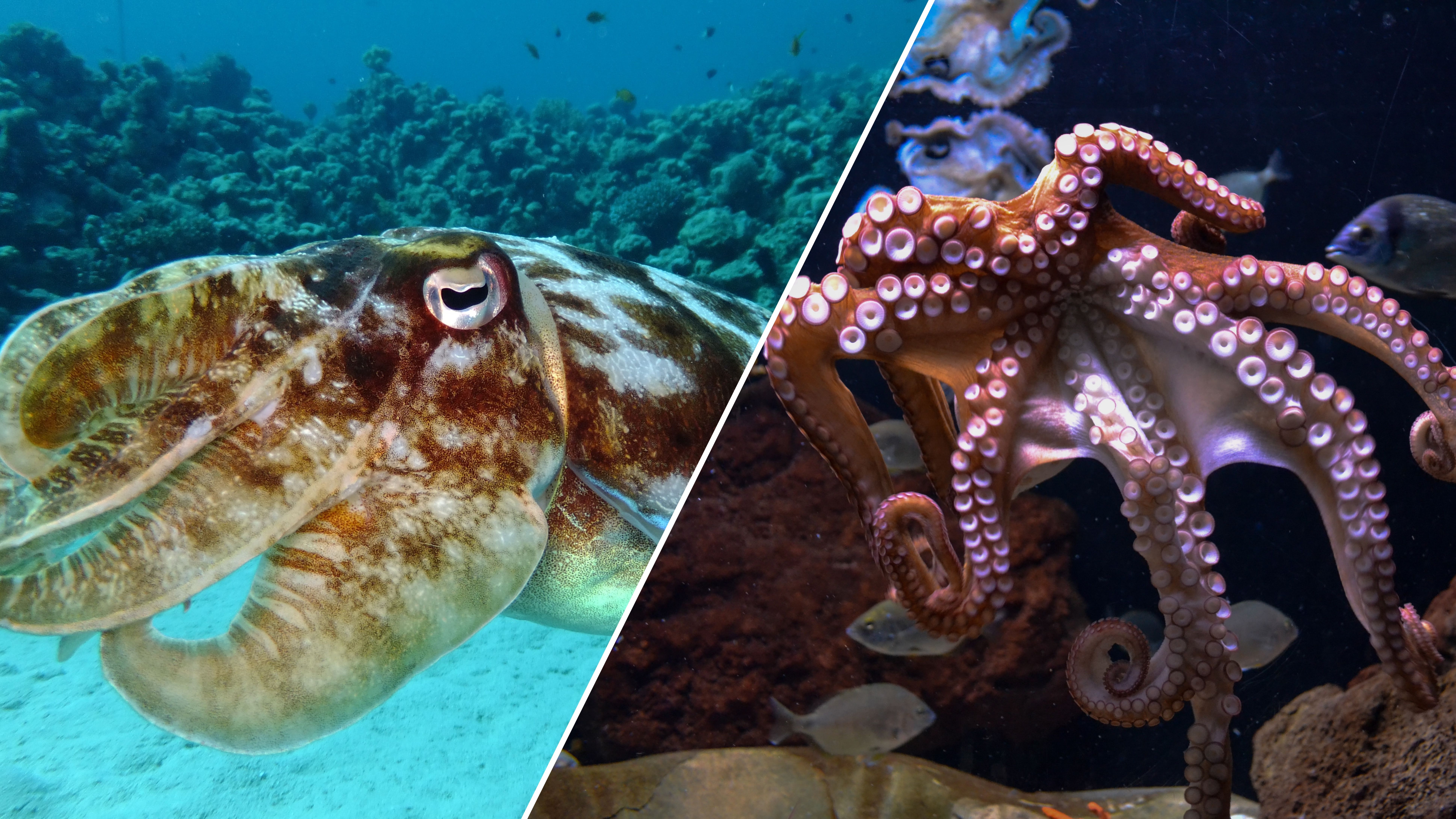 Чим відрізняються кальмари та восьминоги
