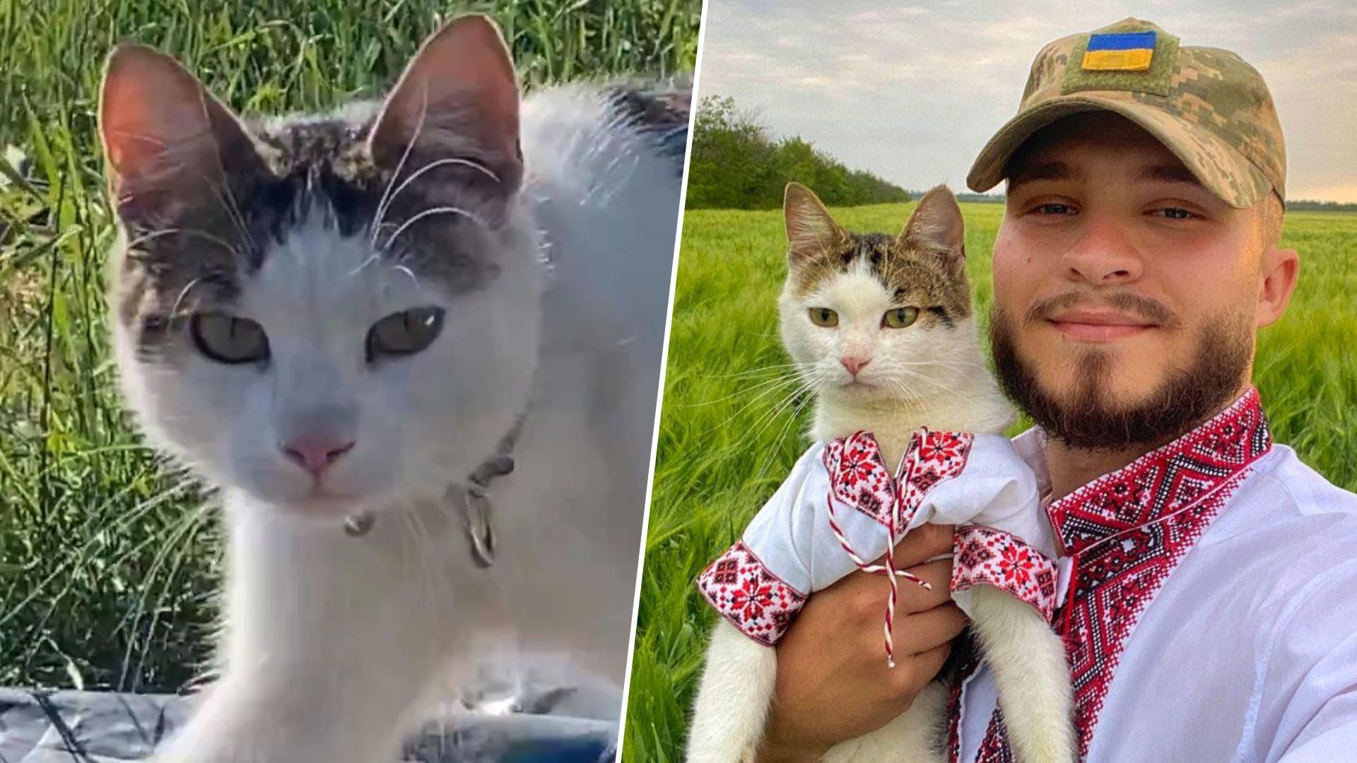 Котик Шайба исчез в Украине - за него обещают вознаграждение - 24 Канал - Pets