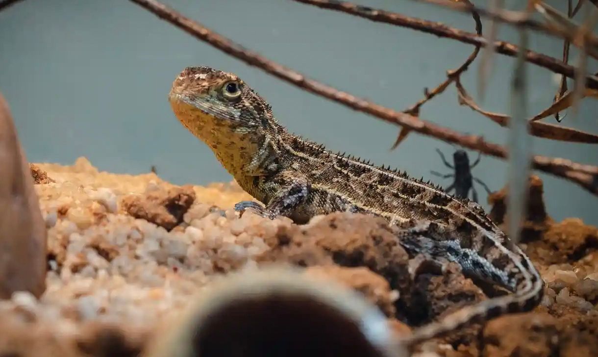 В Австралии впервые за 50 лет увидели безухого дракона