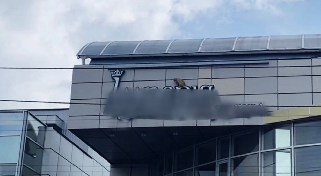 В Житомире поймали кота, который год жил на вывеске магазина и не давал себя поймать В Житомире поймали кота, который год жил на вывеске магазина и не давал себя поймать