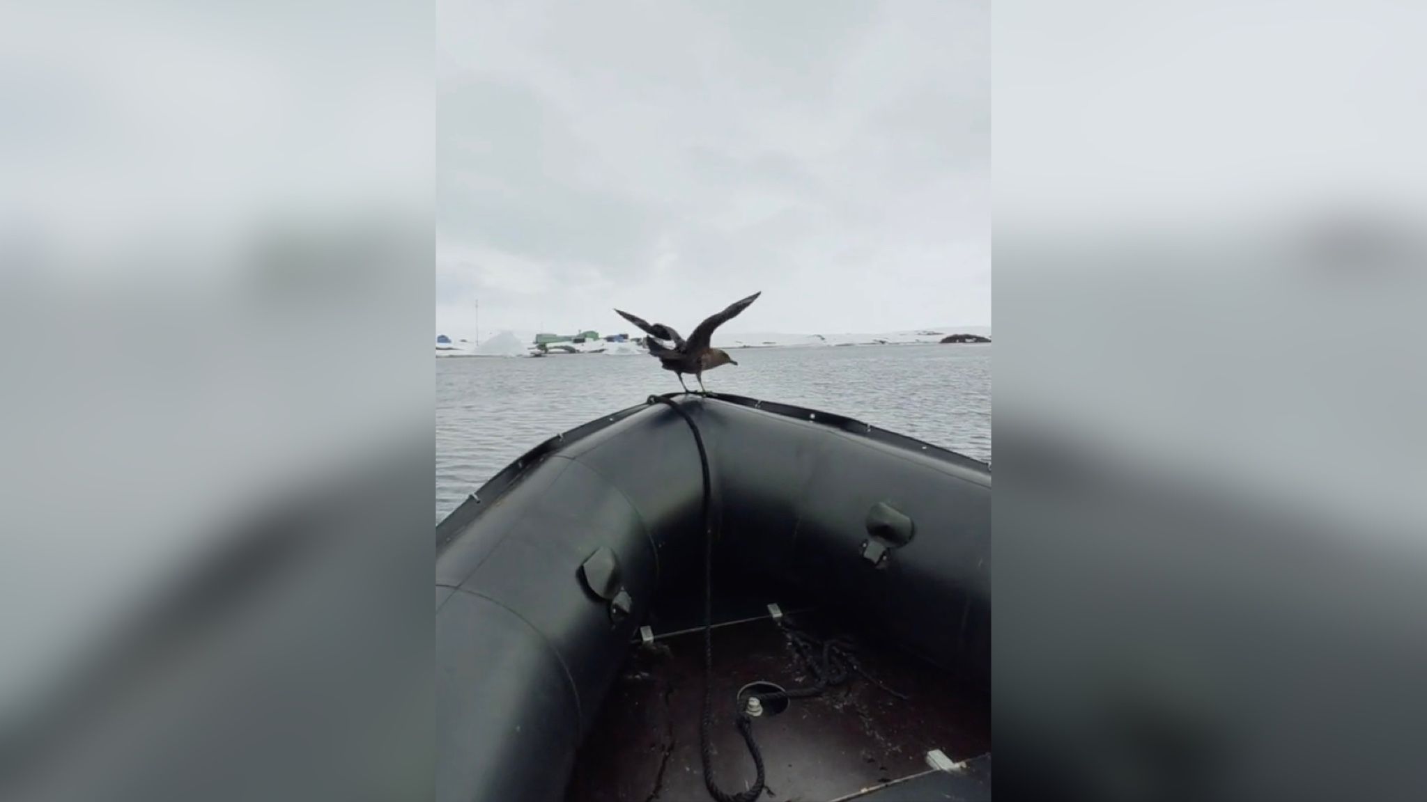 Морський птах скуа прокатався до станції на човні 