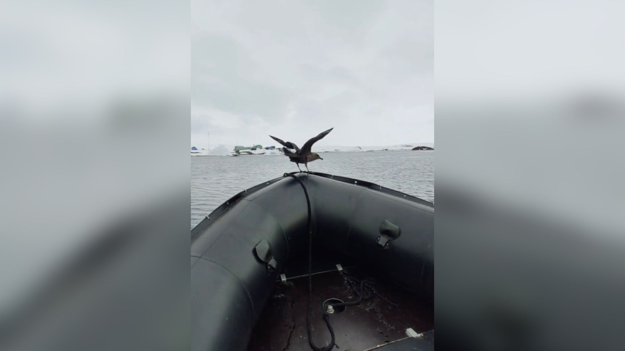 Морская птица скуа прокатилась к станции на лодке Морская птица скуа прокатилась к станции на лодке