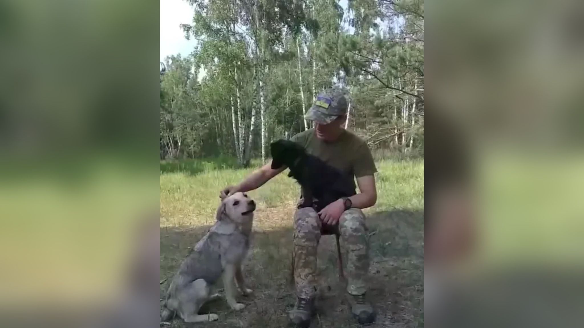Как собаки Шар и Гильза стали в защиту Украины Как собаки Шар и Гильза стали в защиту Украины