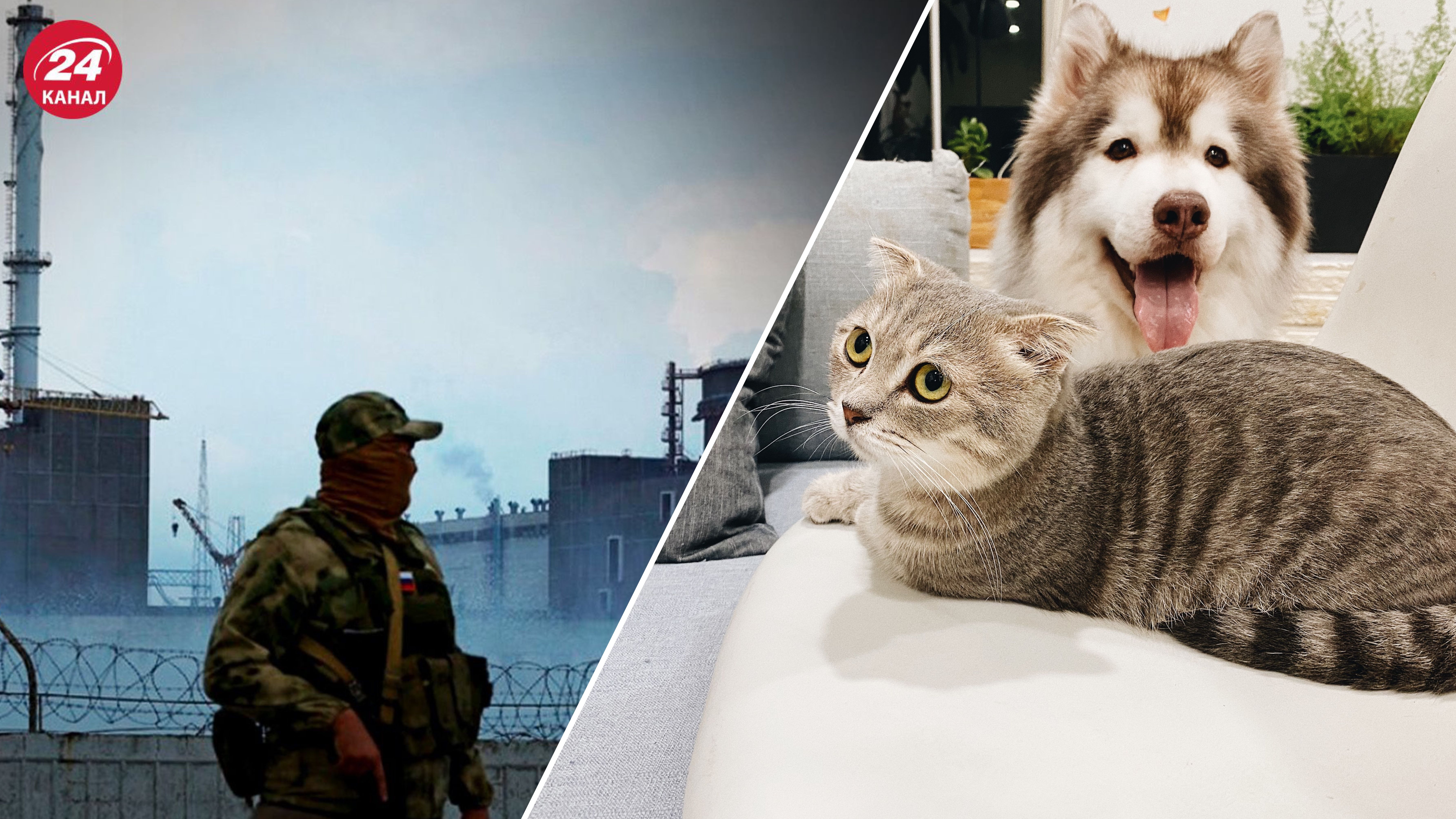 Как в случае аварии на ЗАЭС позаботиться о домашних животных Как в случае аварии на ЗАЭС позаботиться о домашних животных