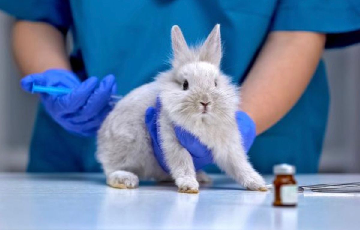 Канада запретила тестирование косметики на животных Канада запретила тестирование косметики на животных