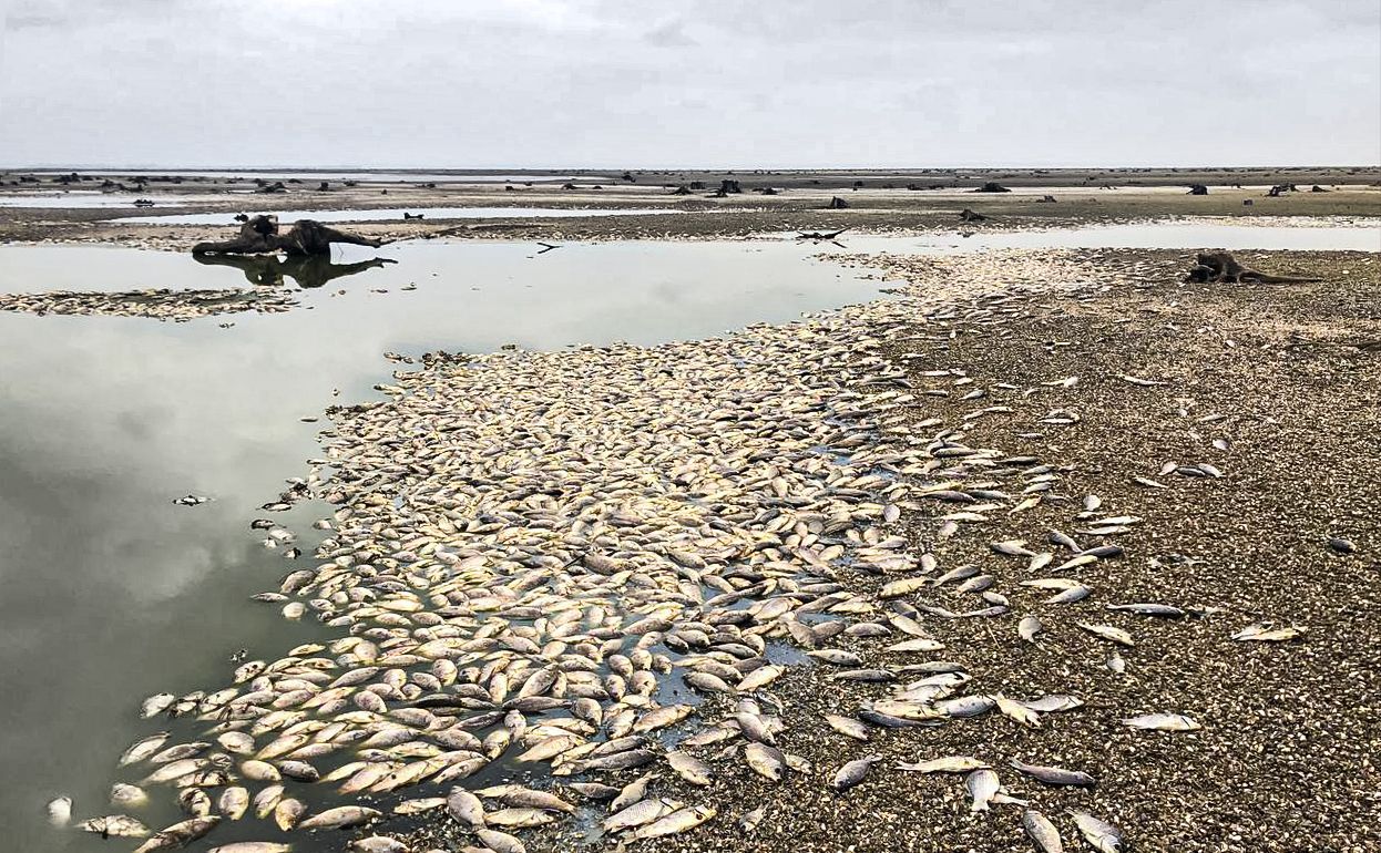 В результате подрыва Каховской ГЭС полностью погиб редкий вид рыбы