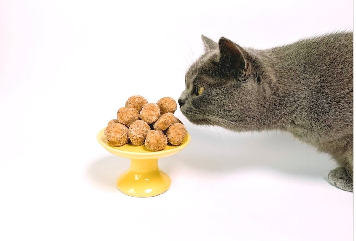 Можно ли давать кошкам хлеб Можно ли давать кошкам хлеб