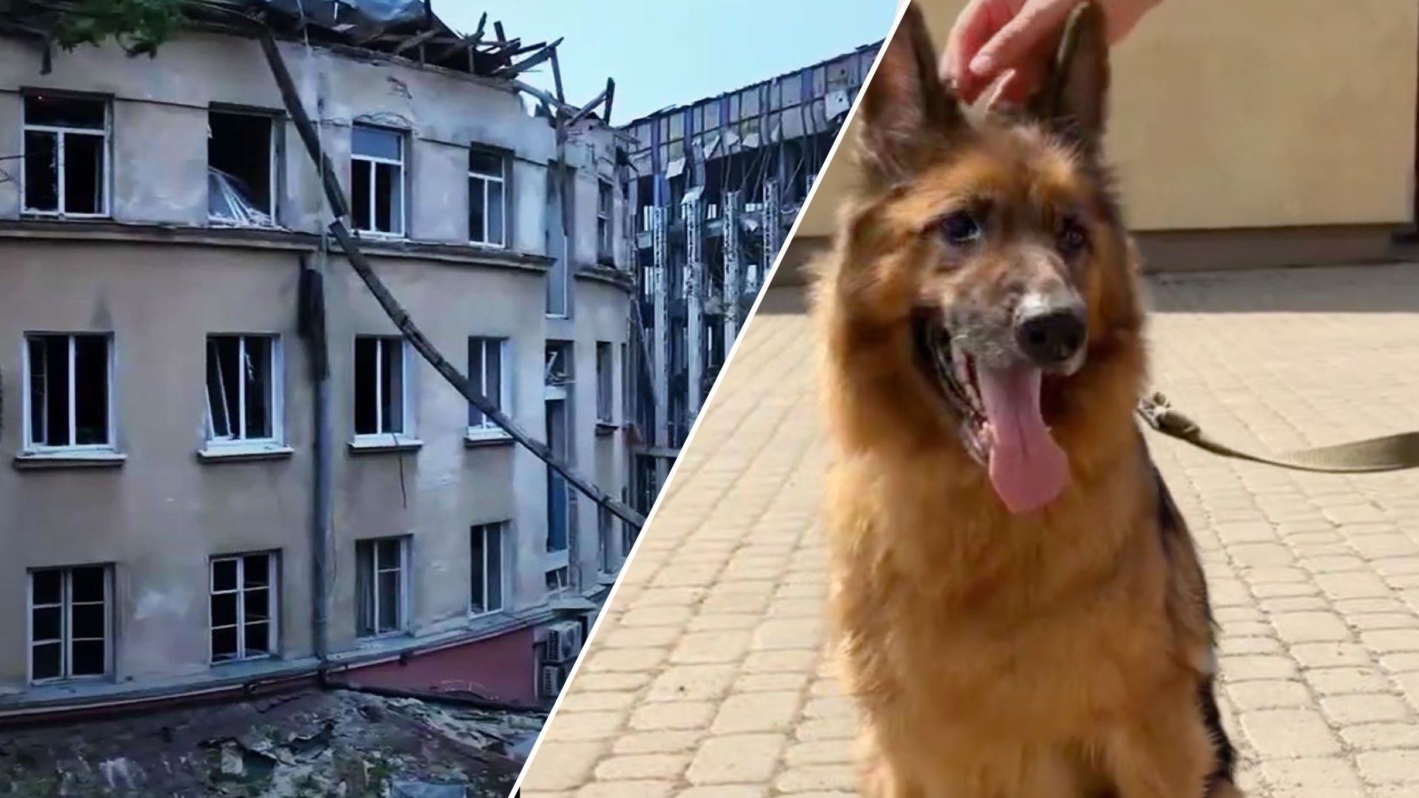 Щемящие истории животных из дома, в который во Львове прилетела ракета Щемящие истории животных из дома, в который во Львове прилетела ракета