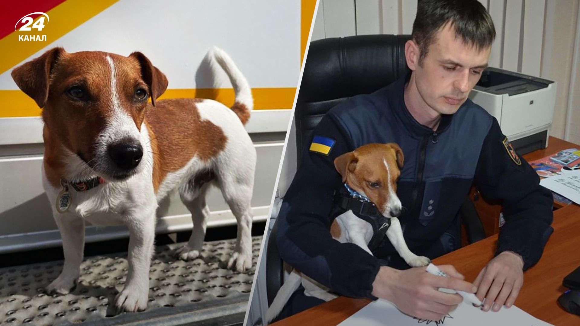 Пес Патрон потрапив під обстріл - чи були загиблі й постраждалі Пес Патрон потрапив під обстріл - чи були загиблі й постраждалі