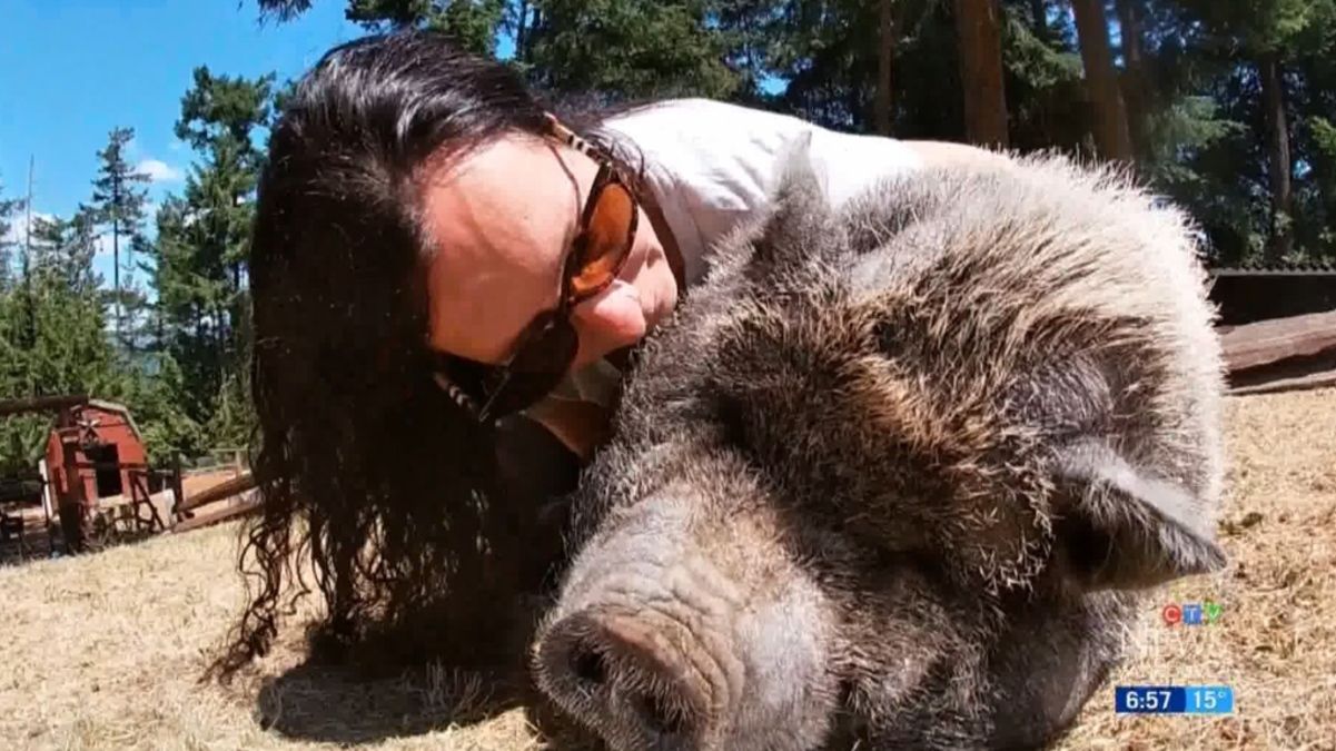 Домашня свинка, яка напала на ведмедя задля порятунку інших