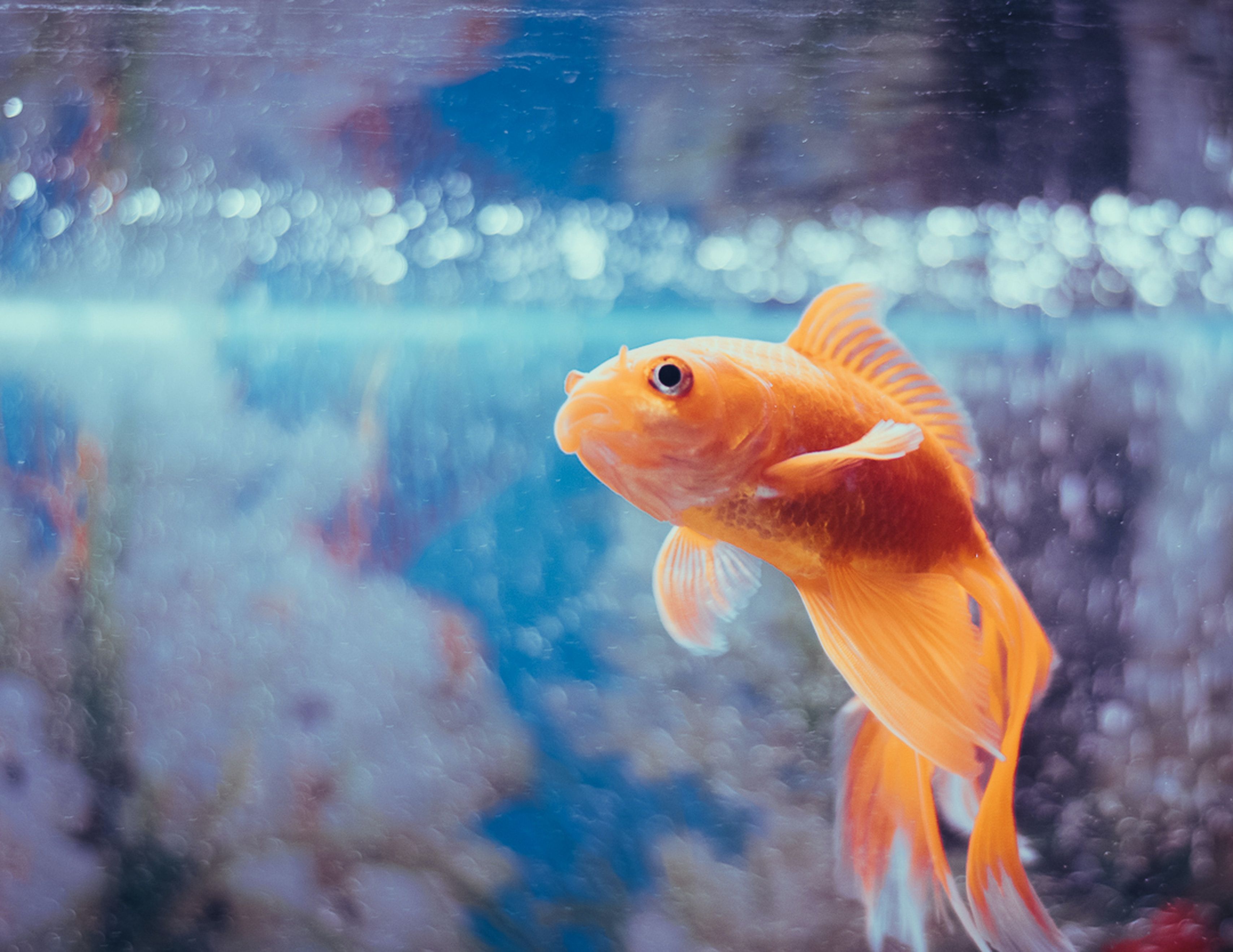 Как выглядит самая дорогая в мире аквариумная рыбка