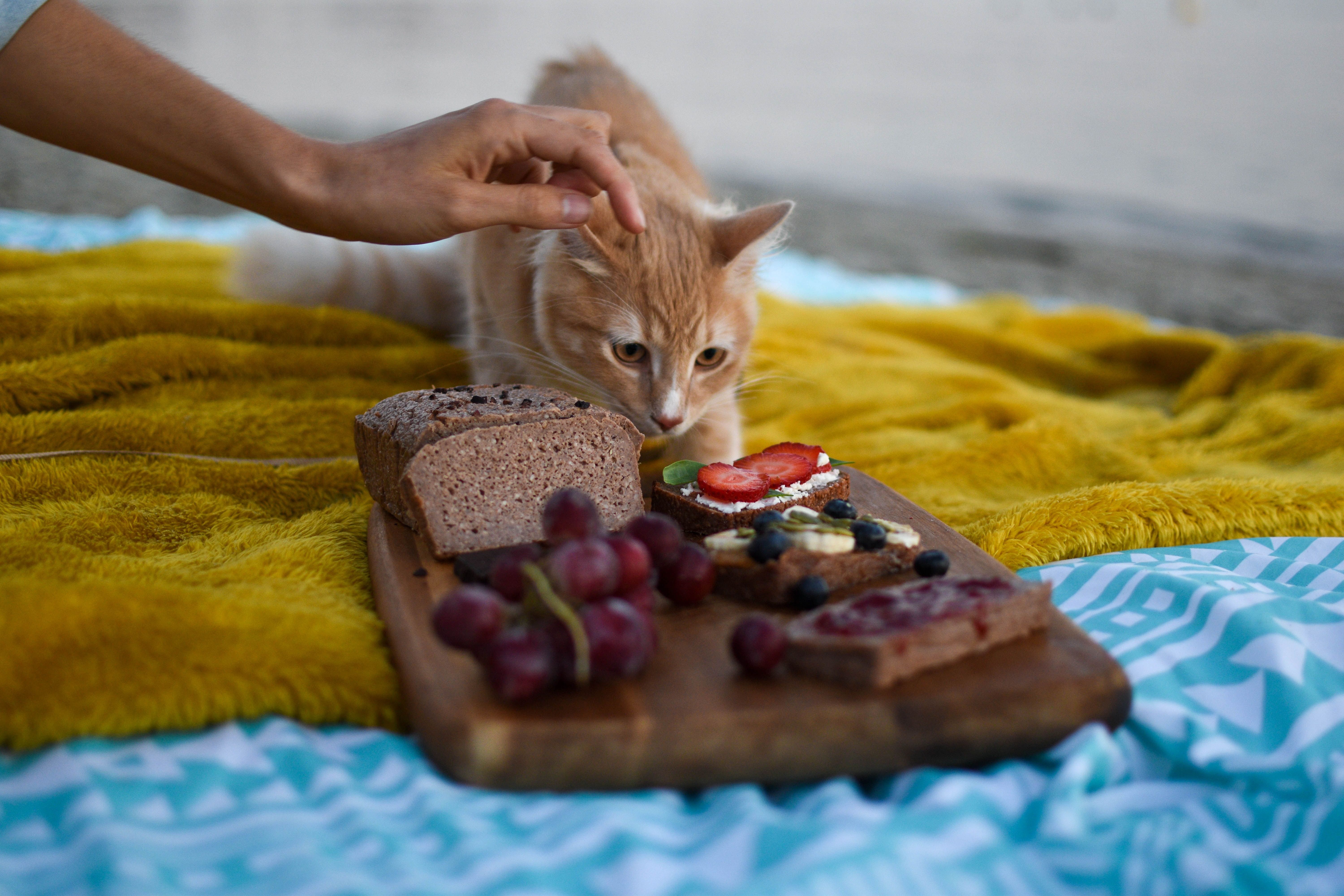 Якими продуктами не варто годувати домашніх котів