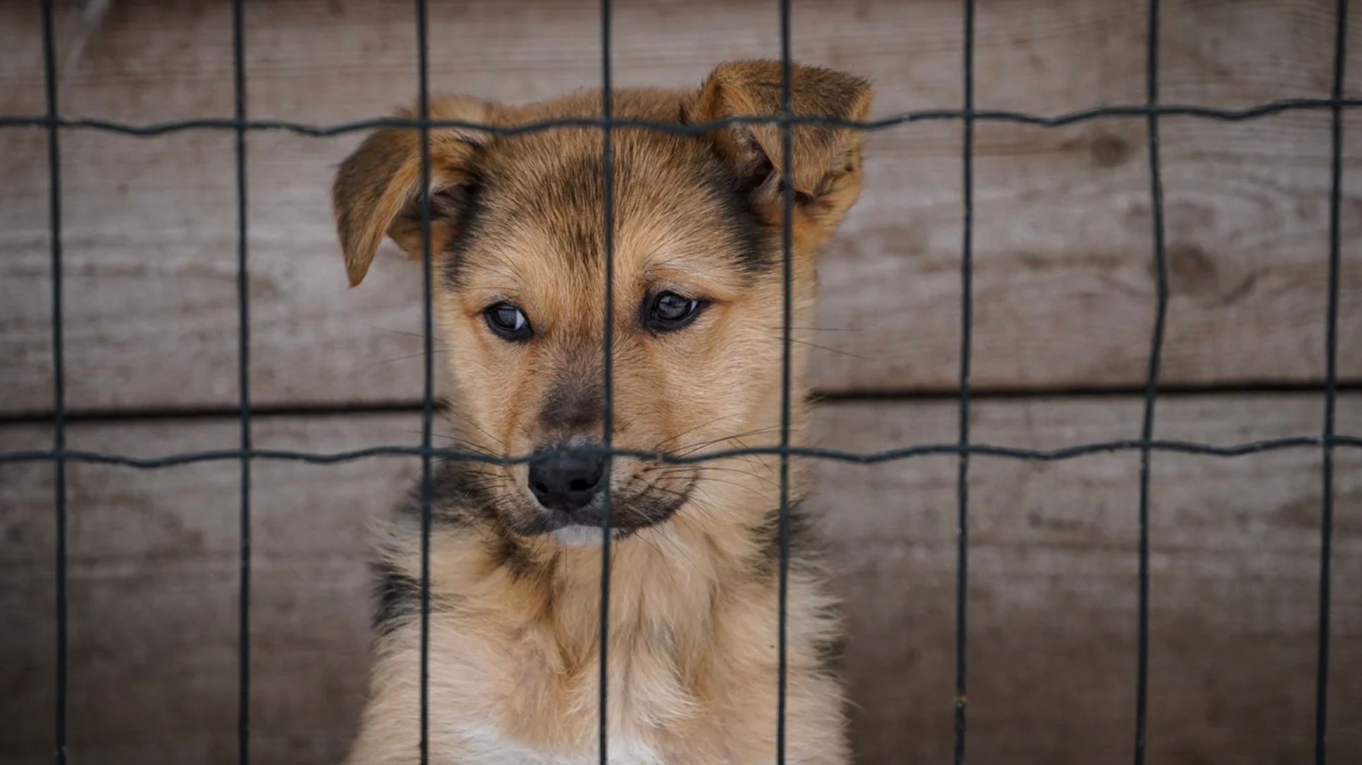 В июне киевляне приютили рекордное количество животных из приютов