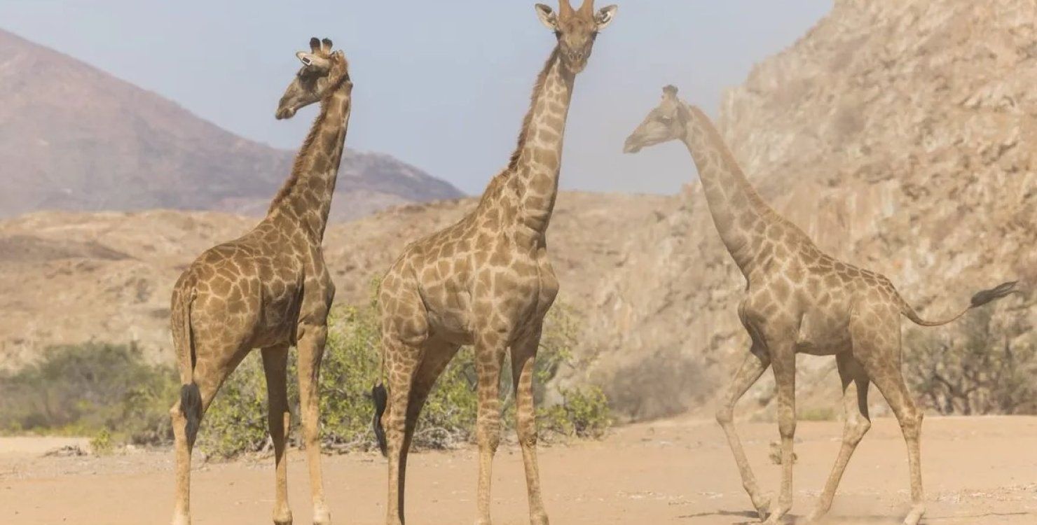 Ангольські жирафи повертаються до Анголи