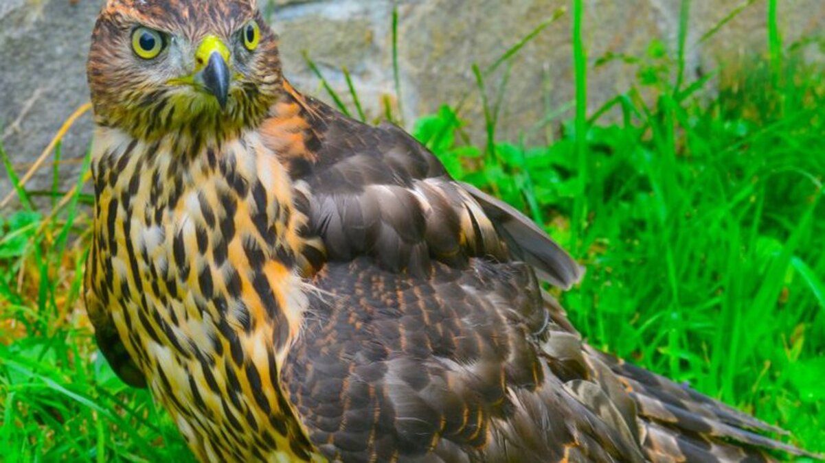 На Закарпатье нашли и спасли раненого ястреба На Закарпатье нашли и спасли раненого ястреба