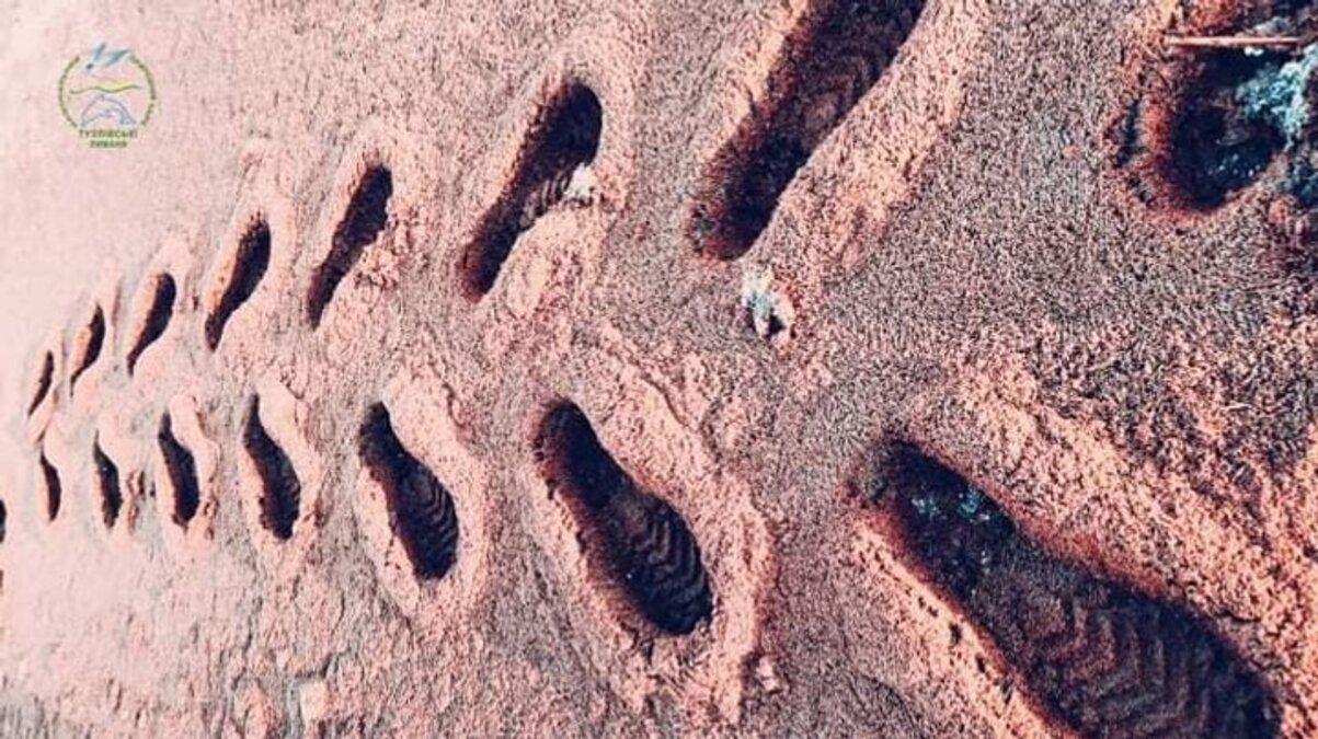 Берега Тузловского лимана в Одесской области стали красными Берега Тузловского лимана в Одесской области стали красными