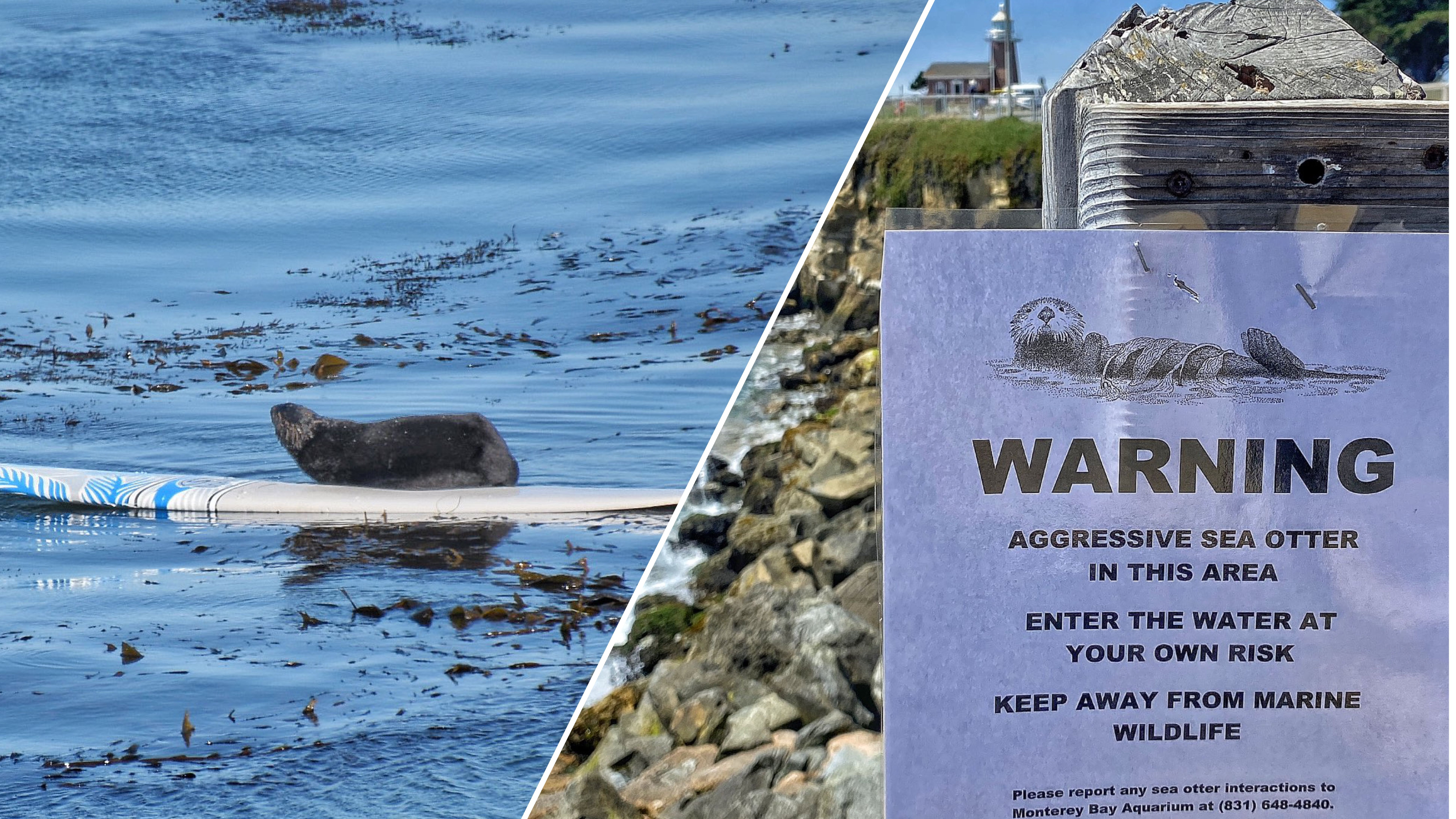 Береговая охрана Калифорнии разыскивает агрессивную выдру Береговая охрана Калифорнии разыскивает агрессивную выдру