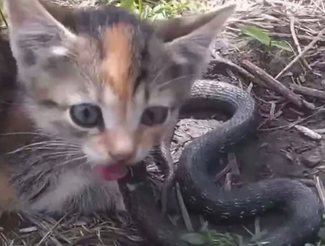 На Хмельниччині кішка вполювала змію, більшу за себе