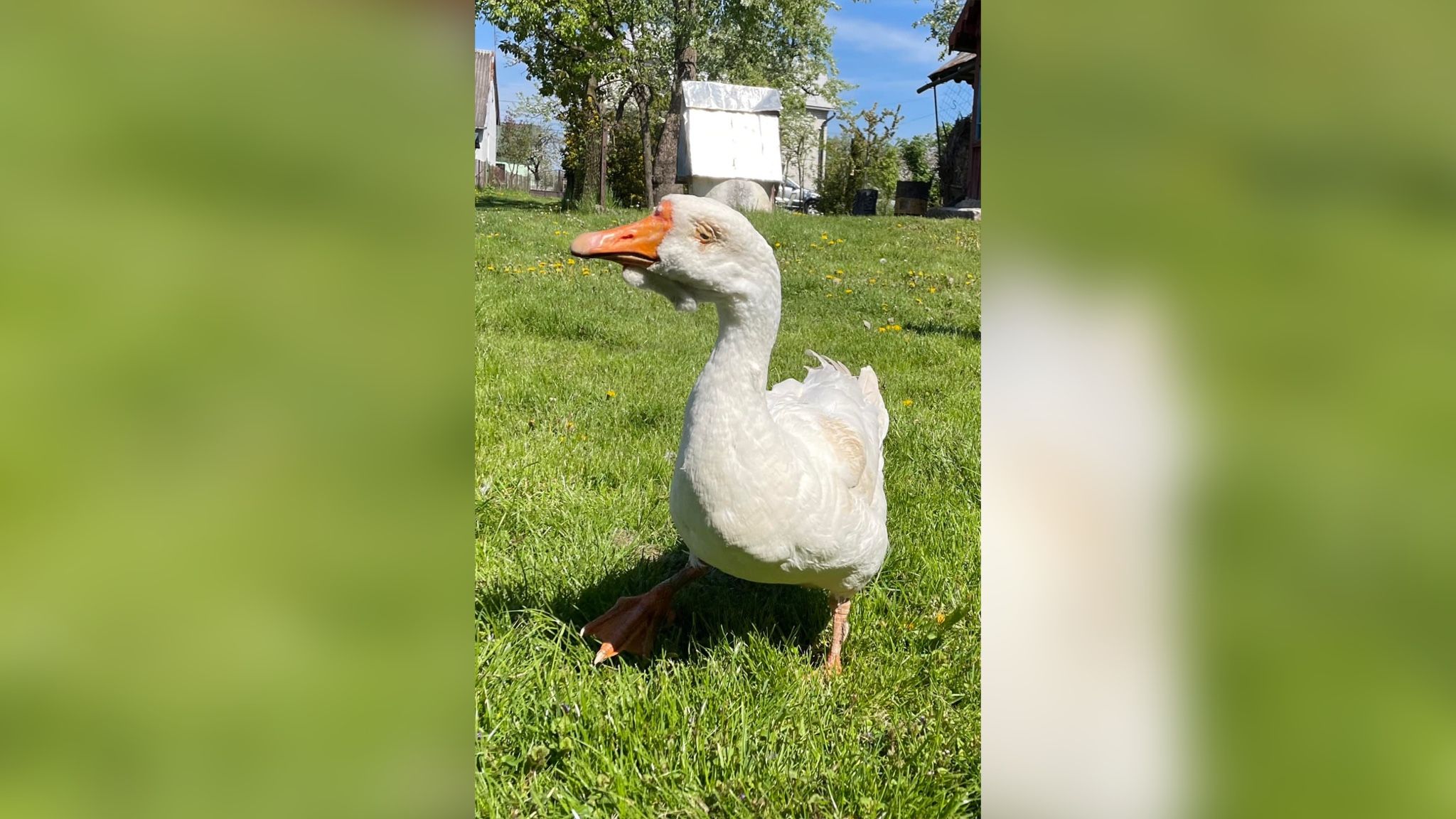 На Львівщині померла найстарша гуска України На Львівщині померла найстарша гуска України