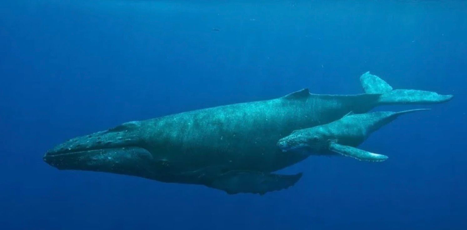 Появилось редкое видео кормление детеныша горбатого кита