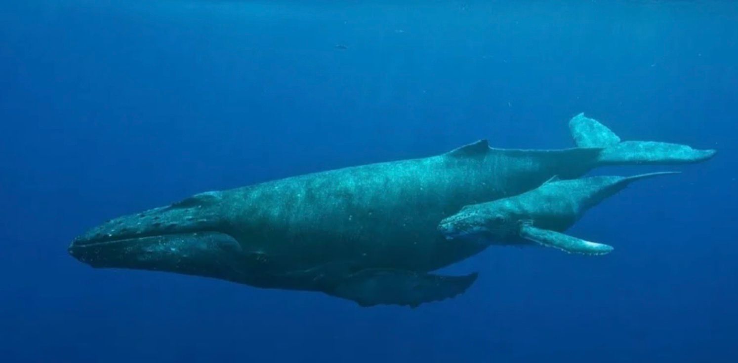 Появилось редкое видео кормление детеныша горбатого кита Появилось редкое видео кормление детеныша горбатого кита