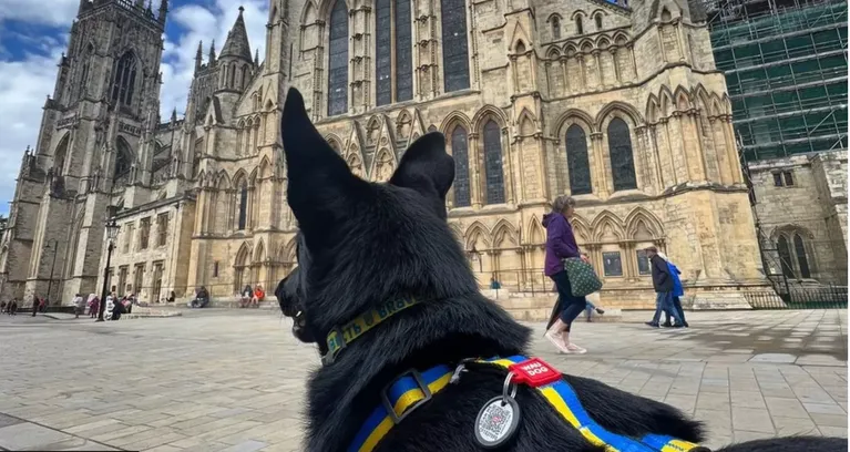 Чарлі став знаменитістю в Йорку