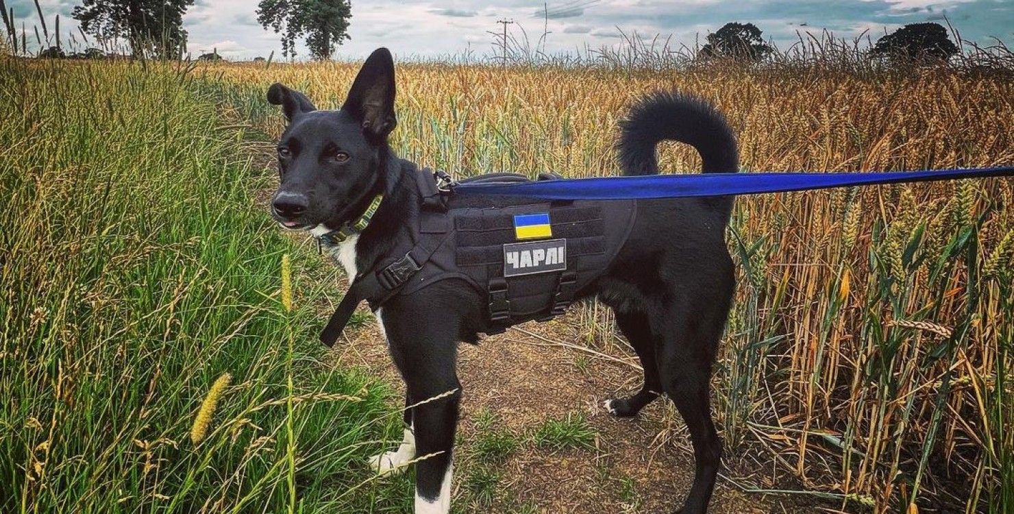 Пес Чарли Пес Чарли