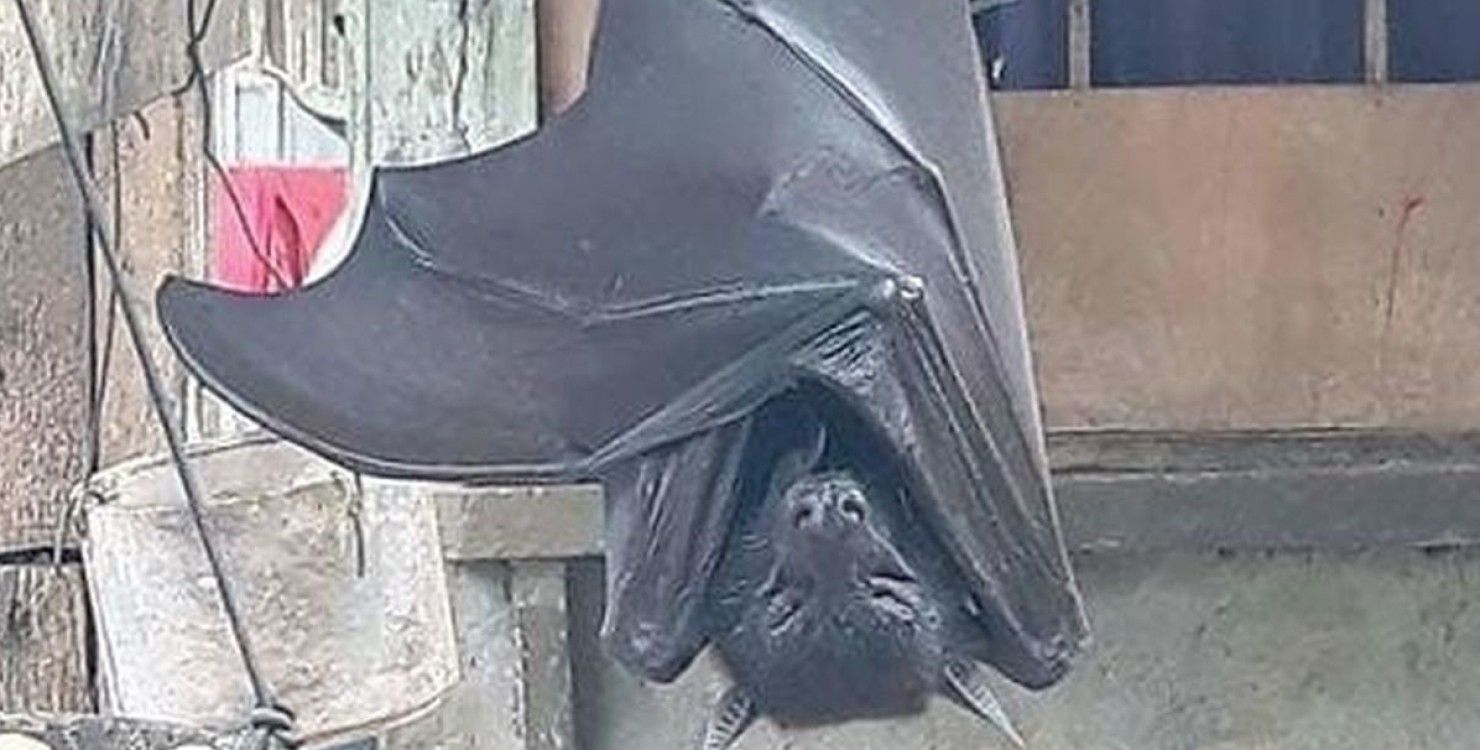 Гигантская летучая мышь Гигантская летучая мышь