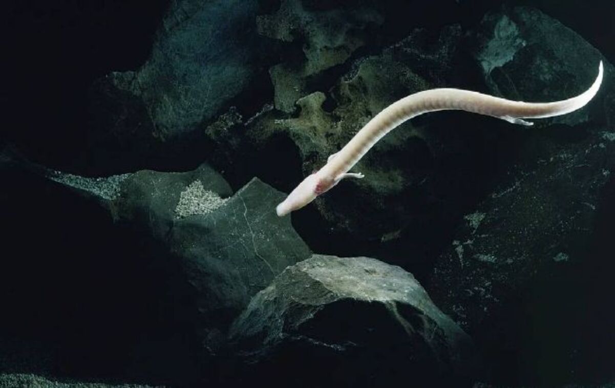 Вчені показали "дитинчат драконів", які живуть до 100 років у підземних печерах