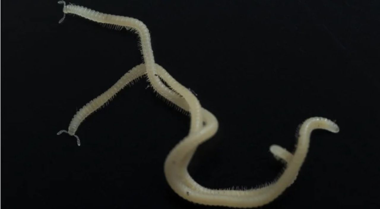 Вчені знайшли істоту, у якої нема очей, зате є майже 500 ніг Вчені знайшли істоту, у якої нема очей, зате є майже 500 ніг