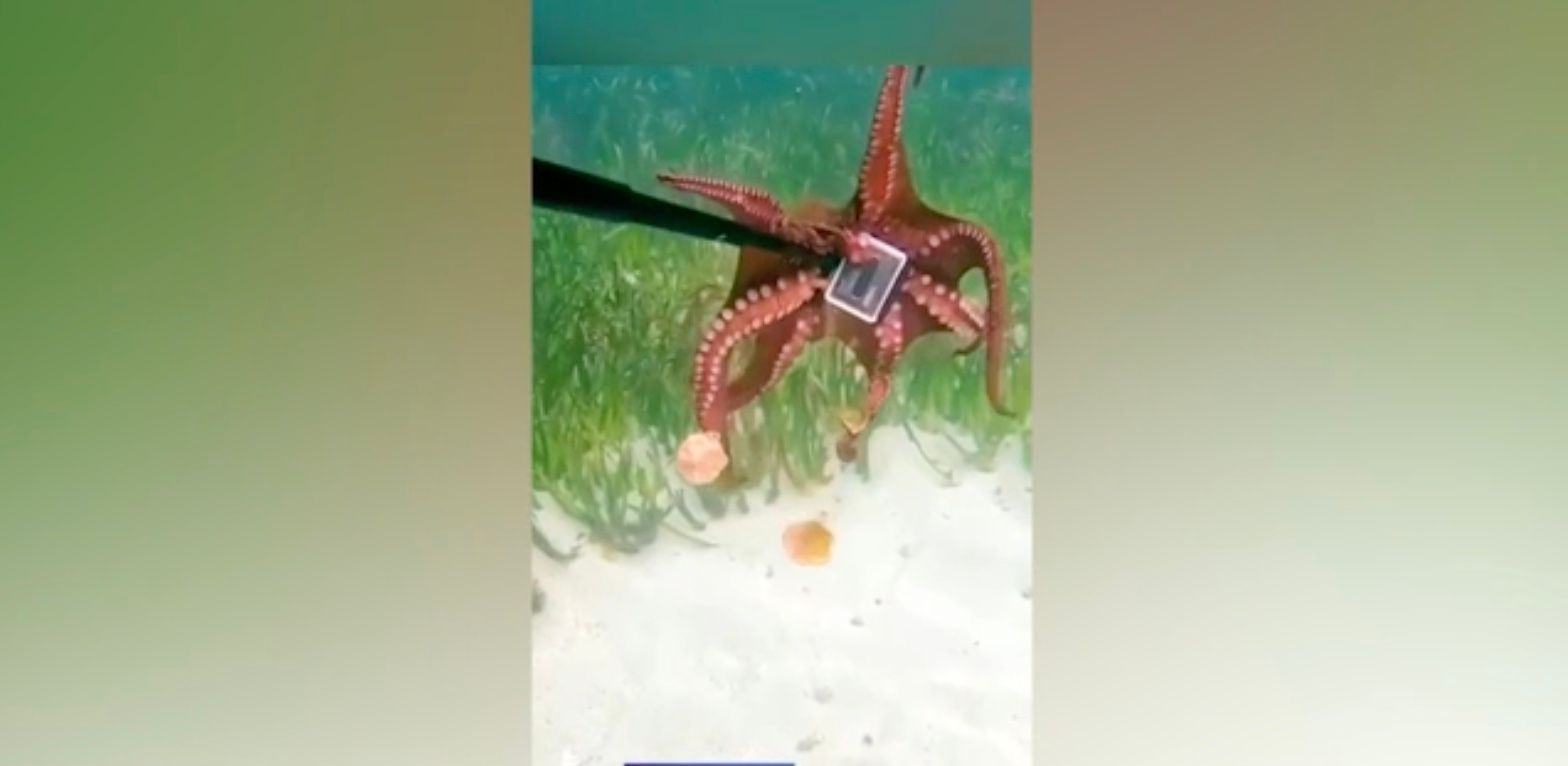 Ловкий осьминог украл у дайвера камеру
