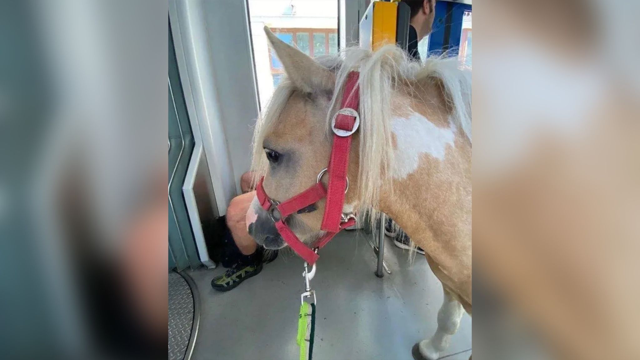 У Німеччині поні проїхався трамваєм і став зіркою соцмереж У Німеччині поні проїхався трамваєм і став зіркою соцмереж