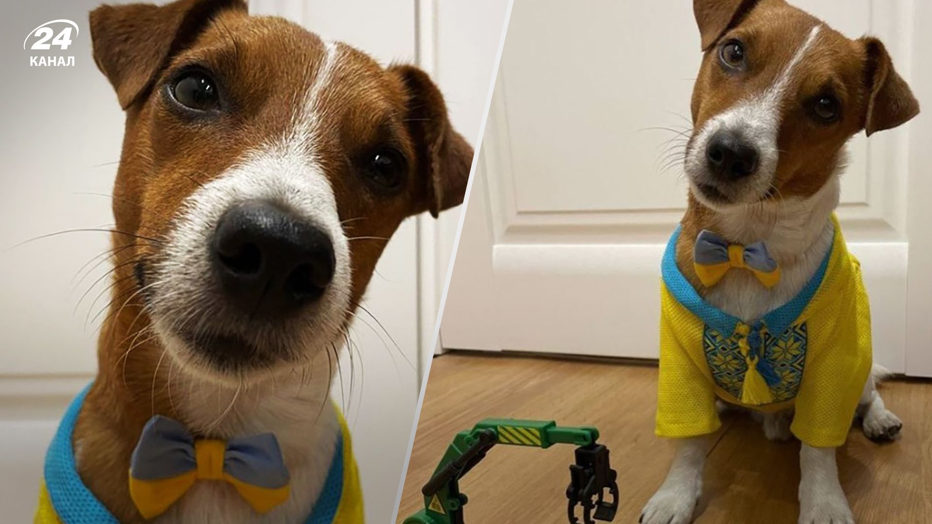 Пес Патрон 20 липня 2023 святкує День народження - усі деталі Пес Патрон 20 липня 2023 святкує День народження - усі деталі