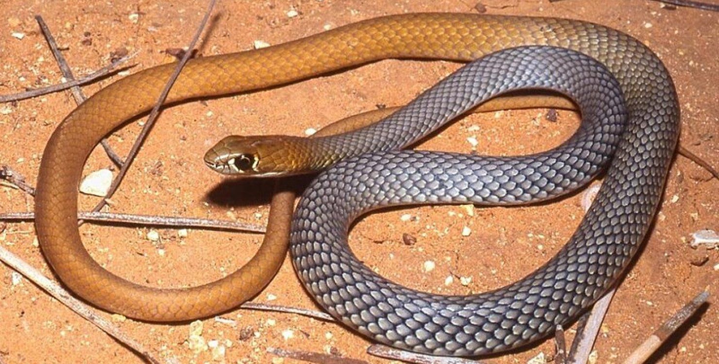 В Австралії виявили новий вид отруйних і швидких змій