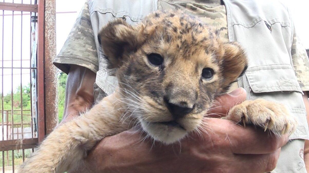 У центрі для диких тварин народилося левеня, липень 2023 У центрі для диких тварин народилося левеня, липень 2023
