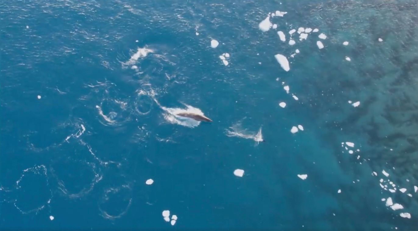 Полярники показали, как охотится морской леопард