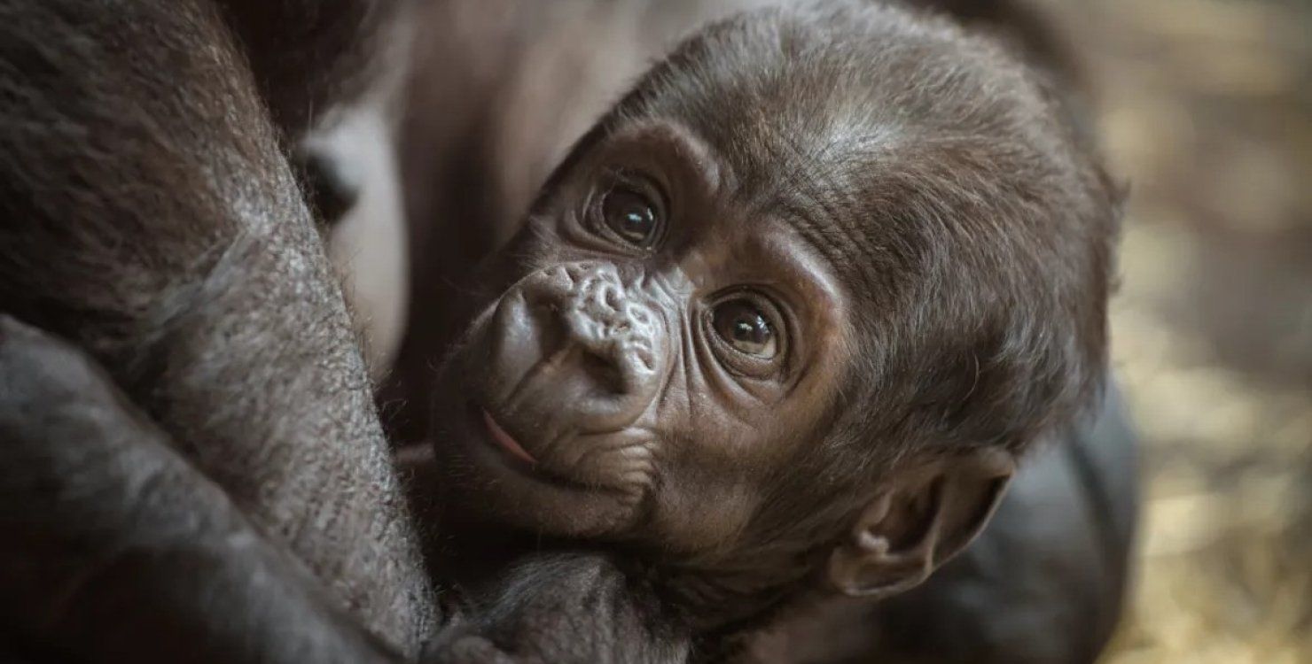 В США самец гориллы ошарашил смотрителей зоопарка, родив детеныша