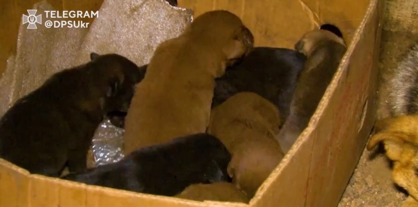Пограничники показали милых щенков, родившихся на передовой